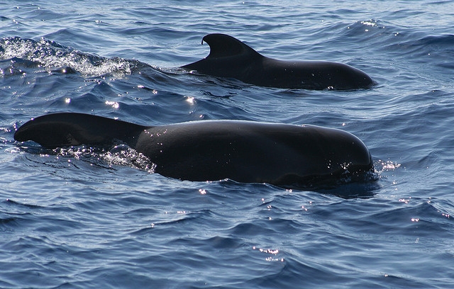 ballenas asomandose